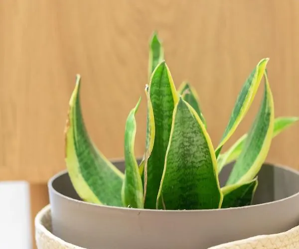 Enparan - Baskeyrentals דירה